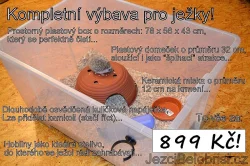 KRÁSNÁ MLÁĎATA JEŽKŮ BĚLOBŘICHÝCH + VÝBAVA! Akce!