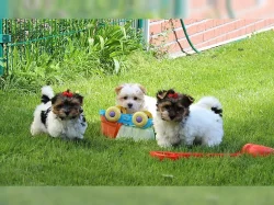 Biewer jorkšírský terrier s PP