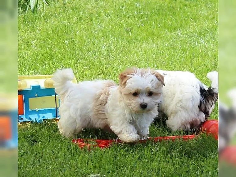 Biewer jorkšírský terrier s PP