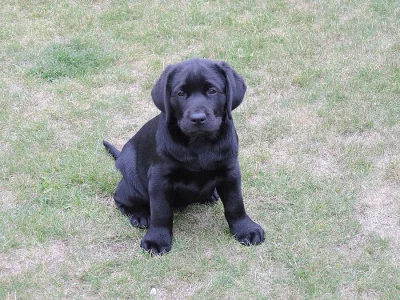 Labrador retriever
