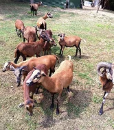 Kamerunské ovečky