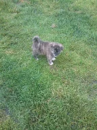 Akita-Inu žíhaný pejsek