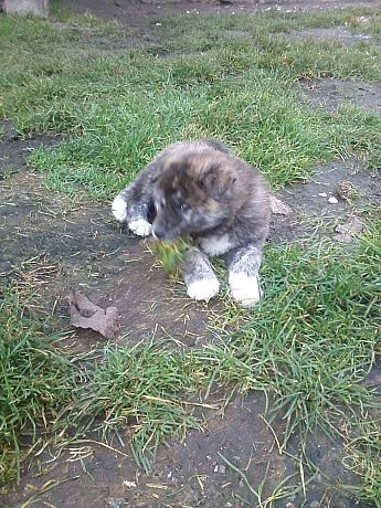 Akita-Inu žíhaný pejsek