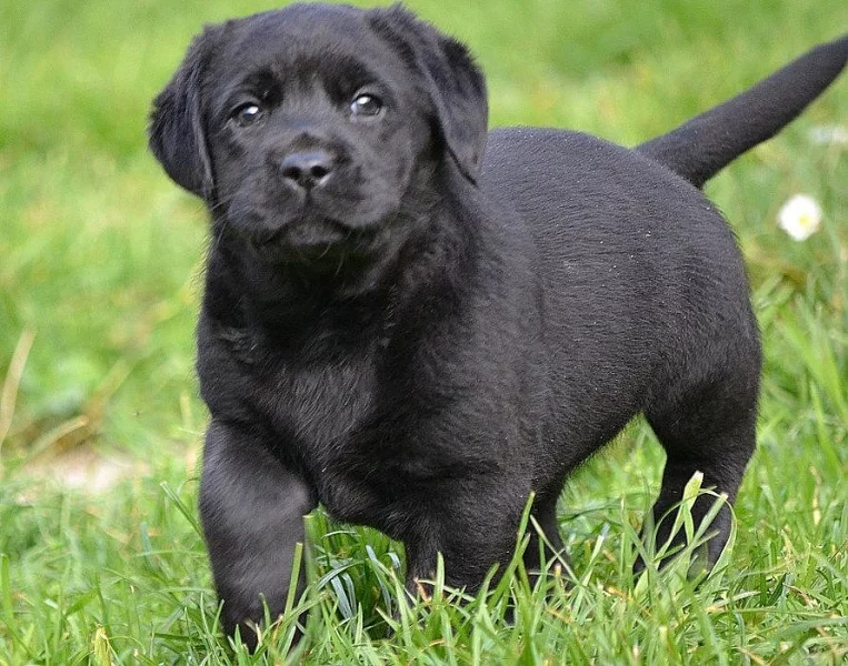 Štěňátka Labrador retrievera