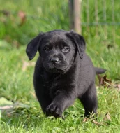 Štěňátka Labrador retrievera