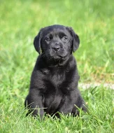 Štěňátka Labrador retrievera
