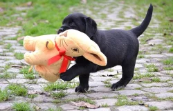 Štěňátka Labrador retrievera