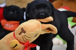 Štěňátka Labrador retrievera