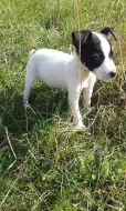 Jack-Parson Russell bez PP