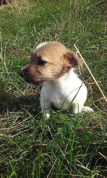 Jack-Parson Russell bez PP