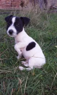 Jack-Parson Russell bez PP
