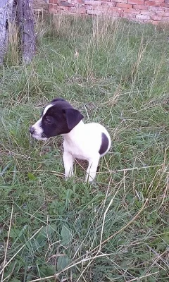 Jack-Parson Russell bez PP