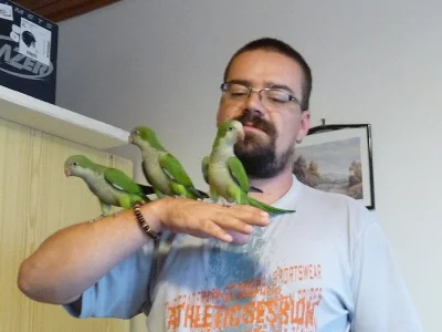 Mníšek šedý, ručně dokrmený