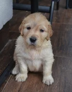 Zlatý Retriever – volná štěňátka (pejsci + fenečka)