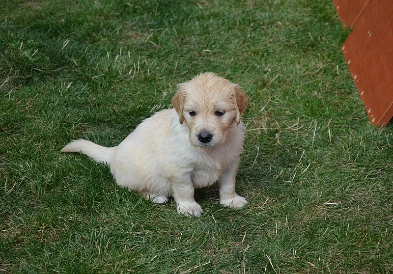 Zlatý Retriever – volná štěňátka (pejsci + fenečka)