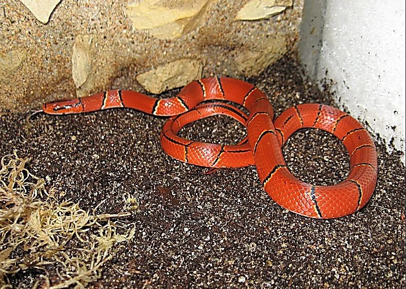 Oreocryptophis porphyraceus laticinctus