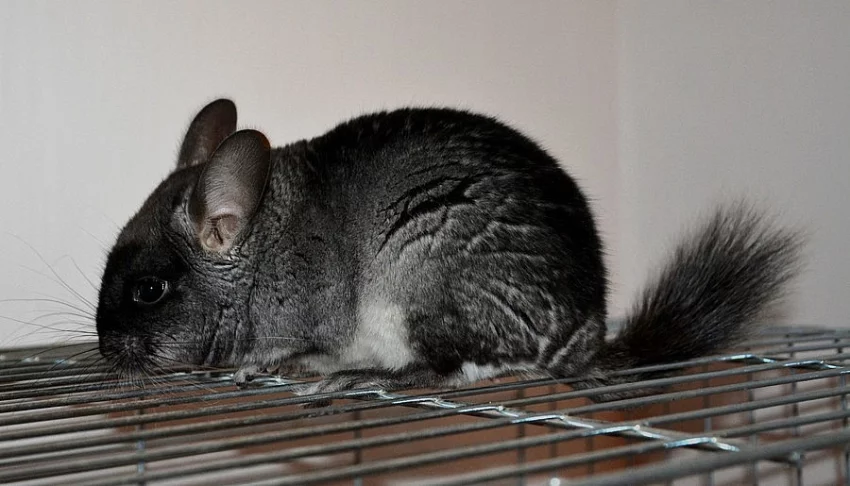 Činčila black velvet - sameček