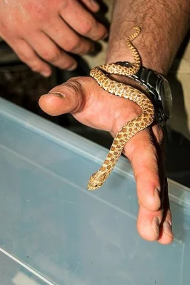 Heterodon nasicus 0 , 1 - NZ 2015 ,  heteroalbino