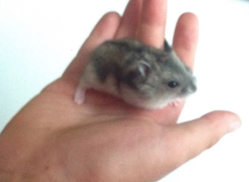 Mlaďata křečka džungarského