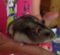 Mlaďata křečka džungarského