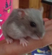 Mlaďata křečka džungarského