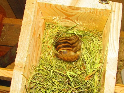 Burunduk CHIPMUNK s klecí