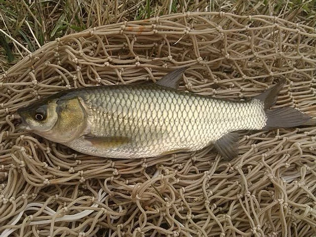 AMUR, CANDÁT, Lín tržní