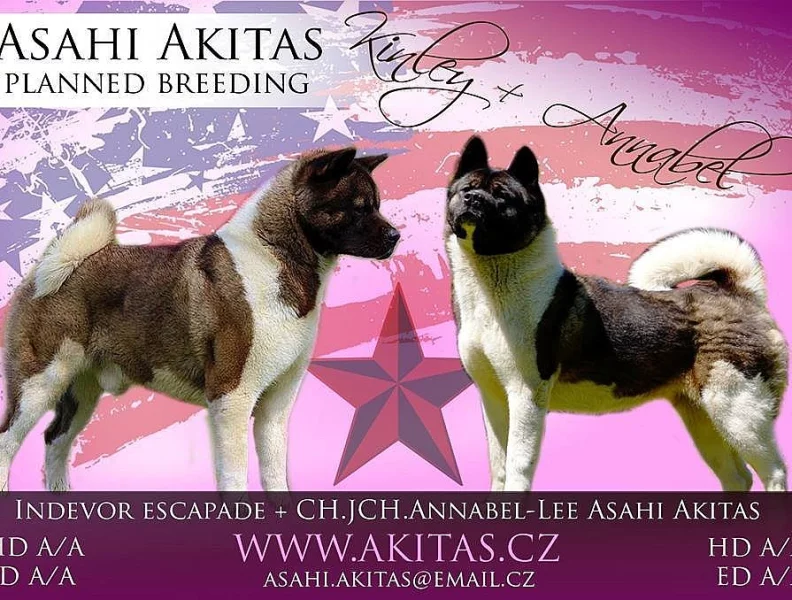 Americká Akita štěňátka s PP