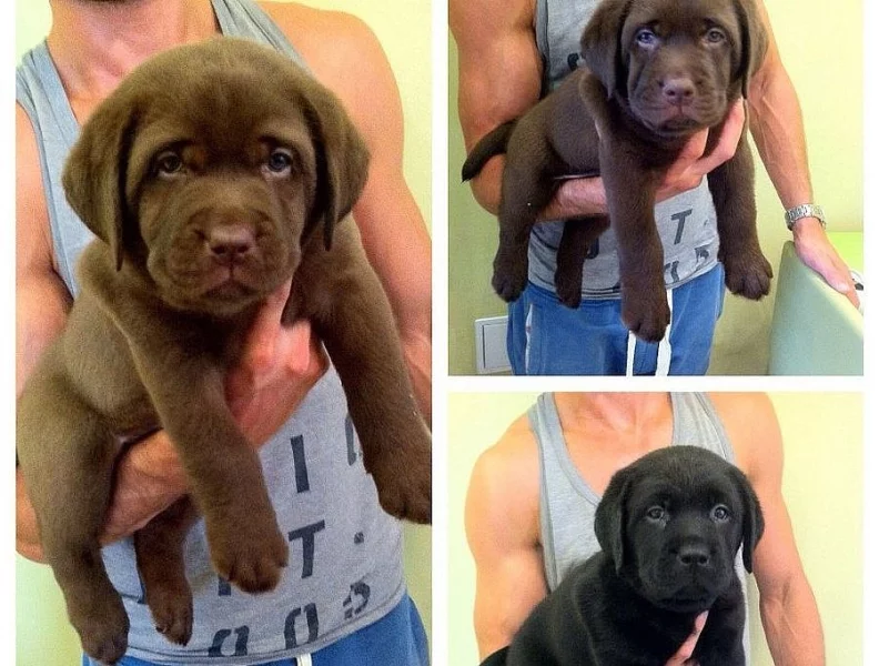 Nabízíme krásná štěňátka labradorů