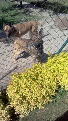 Belgický ovčák MALINOIS