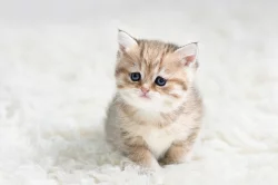 Umazlená Britská Koťátka golden shaded s PP