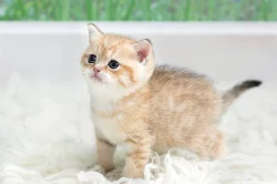 Umazlená Britská Koťátka golden shaded s PP