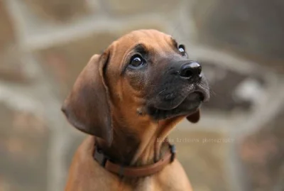 Rhodéský ridgeback - štěňátka s PP