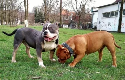 American Bully micro-exotic-exclusive