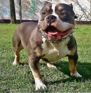 American Bully micro-exotic-exclusive