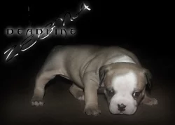 American Bully micro-exotic-exclusive