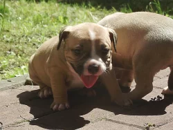 American Bully micro-exotic-exclusive