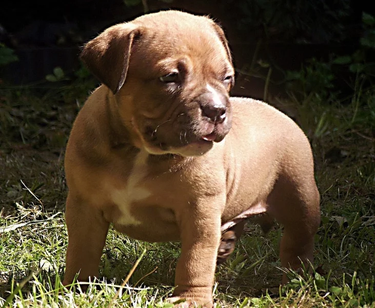 American Bully micro-exotic-exclusive