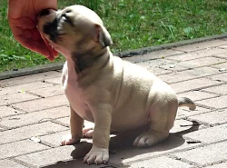 American Bully micro-exotic-exclusive