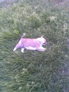 Akita-Inu