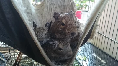 Prodám mláďata osmáků degu