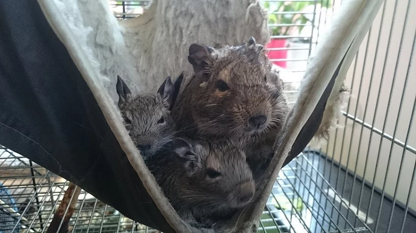 Prodám mláďata osmáků degu