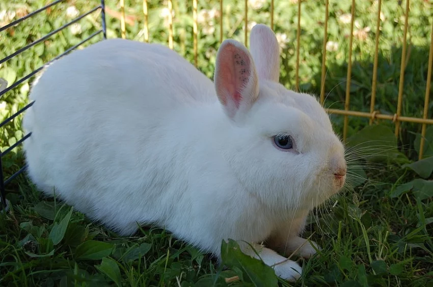 Zakrslý králík - Hermelín modrooký