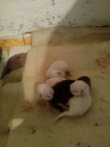 Mainská mývalí kočka.