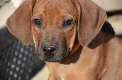 Rhodéský ridgeback štěňata s PP