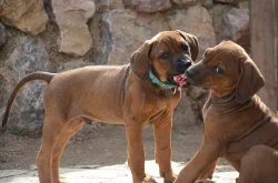 Rhodéský ridgeback štěňata s PP