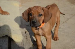 Rhodéský ridgeback štěňata s PP