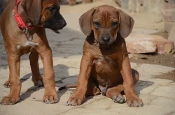 Rhodéský ridgeback štěňata s PP