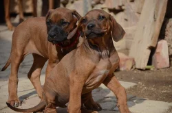 Rhodéský ridgeback štěňata s PP