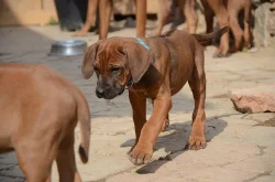 Rhodéský ridgeback štěňata s PP